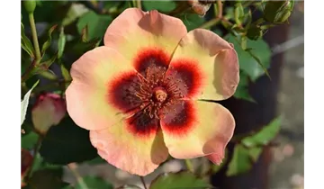Rosa (Persica-Hybride) 'Fancy Babylon Eyes®'