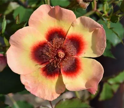 Rosa (Persica-Hybride) 'Fancy Babylon Eyes®'