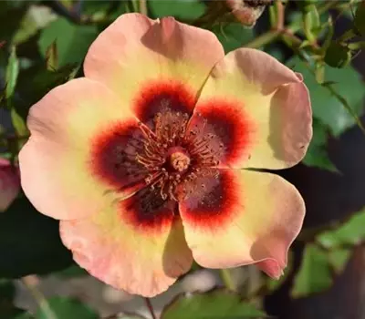 Rosa (Persica-Hybride) 'Fancy Babylon Eyes®'