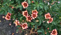 Rosa (Persica-Hybride) 'Fancy Babylon Eyes®'