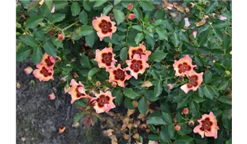 Rosa (Persica-Hybride) 'Fancy Babylon Eyes®'