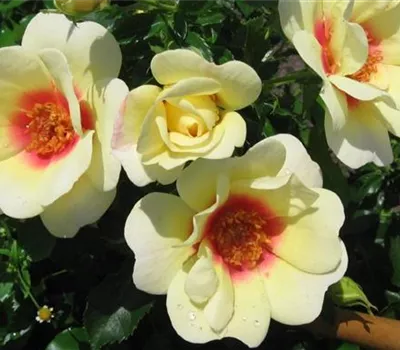Rosa (Persica-Hybride) 'Glorious Babylon Eyes®'