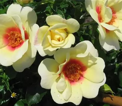 Rosa (Persica-Hybride) 'Glorious Babylon Eyes®'