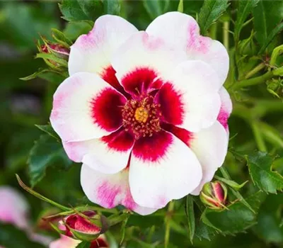 Rosa (Persica-Hybride) 'Pastel Babylon Eyes®'