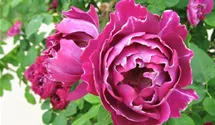 Syn. 'Princess Christine von Salm', 'Royat Mondain