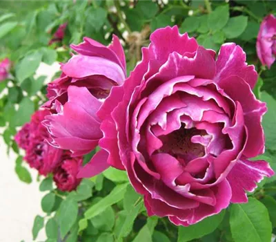 Rosa (Remontantrose) 'Baron Girod de l'Ain'
