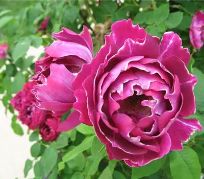 Rosa (Remontantrose) 'Baron Girod de l'Ain'