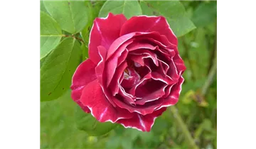 Syn. 'Princess Christine von Salm', 'Royat Mondain