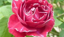 Syn. 'Princess Christine von Salm', 'Royat Mondain