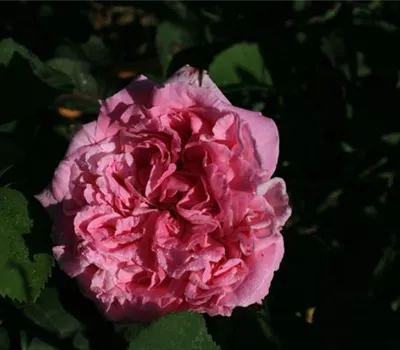 Rosa (Remontantrose) 'Champion of the World'