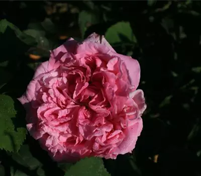 Rosa (Remontantrose) 'Champion of the World'