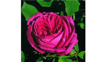 Rosa (Remontantrose) 'Prince Noir'