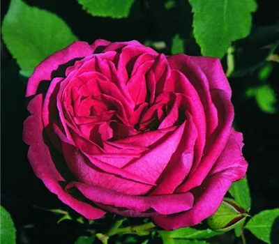 Rosa (Remontantrose) 'Prince Noir'