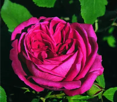 Rosa (Remontantrose) 'Prince Noir'