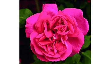 Rosa (Remontantrose) 'Prince Noir'