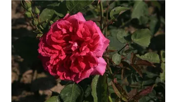 Rosa (Remontantrose) 'Prince Noir'