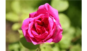 Rosa (Remontantrose) 'Prince Noir'