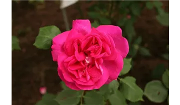 Rosa (Remontantrose) 'Prince Noir'