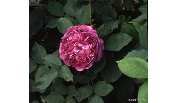 Syn. 'Centifolia a fleurs doubles violettes'