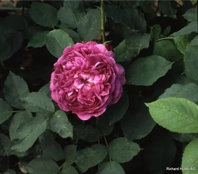 Rosa (Remontantrose) 'Reine des Violettes'