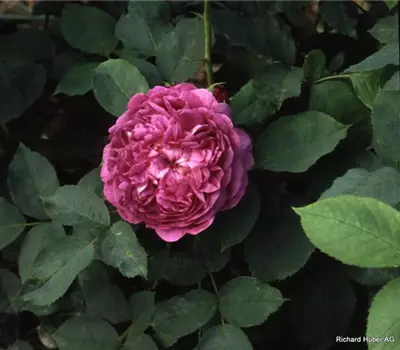 Rosa (Remontantrose) 'Reine des Violettes'