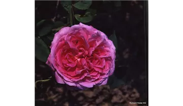 Syn. 'Centifolia a fleurs doubles violettes'