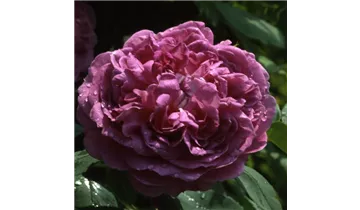 Syn. 'Centifolia a fleurs doubles violettes'