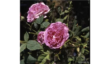 Syn. 'Centifolia a fleurs doubles violettes'