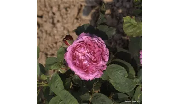 Syn. 'Centifolia a fleurs doubles violettes'