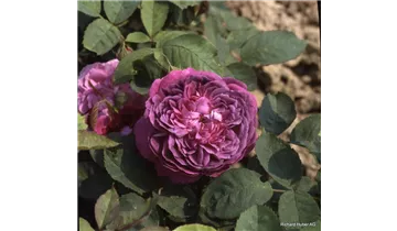 Syn. 'Centifolia a fleurs doubles violettes'