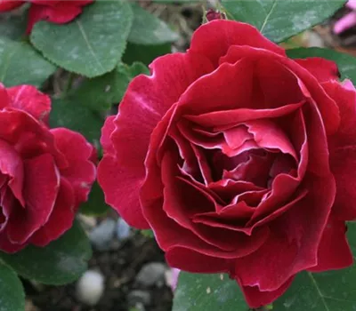 Rosa (Remontantrose) 'Roger Lambelin'