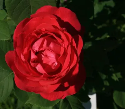 Rosa (Remontantrose) 'Ulrich Brunner Fils'