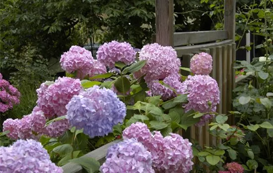 Die Hortensie im Garten – durstige Schönheit mit Charakter Die Hortensie im Garten – durstige Schönheit mit Charakter