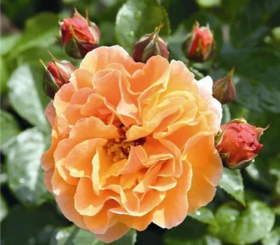 Rosa (Strauchrose) 'Arabia'