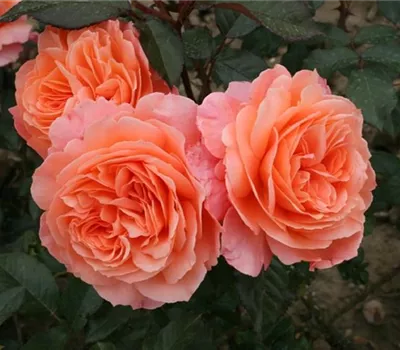 Rosa (Strauchrose) 'Belvedere'®
