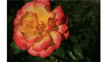 Rosa (Strauchrose) 'Bonanza'