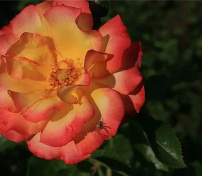 Rosa (Strauchrose) 'Bonanza'