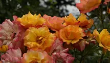 Rosa (Strauchrose) 'Bonanza'