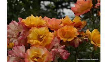Rosa (Strauchrose) 'Bonanza'