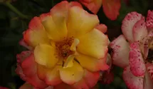 Rosa (Strauchrose) 'Bonanza'