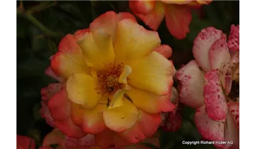 Rosa (Strauchrose) 'Bonanza'