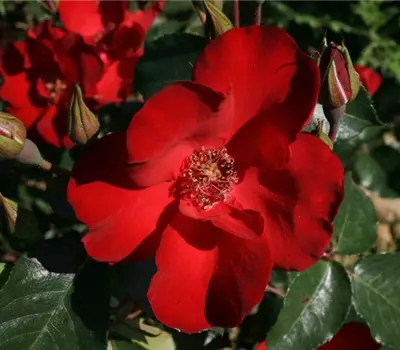 Rosa (Strauchrose) 'Cappa Magna'®