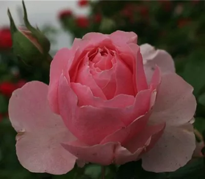 Rosa (Strauchrose) 'Gartenträume'®