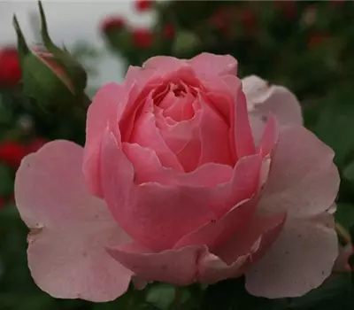 Rosa (Strauchrose) 'Gartenträume'®