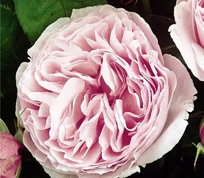 Rosa (Strauchrose) 'Gartenträume'®