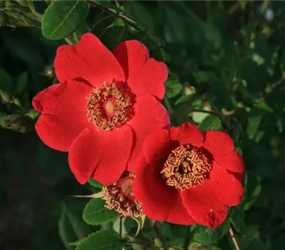 Rosa (Strauchrose) 'Moyesii Geranium'