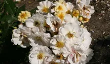 Rosa (Strauchrose) 'Pas de Deux'®