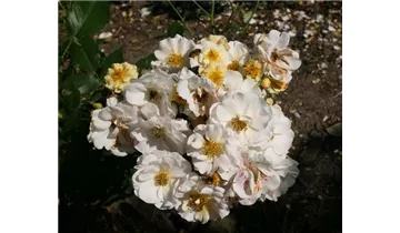 Rosa (Strauchrose) 'Pas de Deux'®