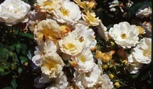 Rosa (Strauchrose) 'Pas de Deux'®