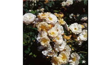 Rosa (Strauchrose) 'Pas de Deux'®